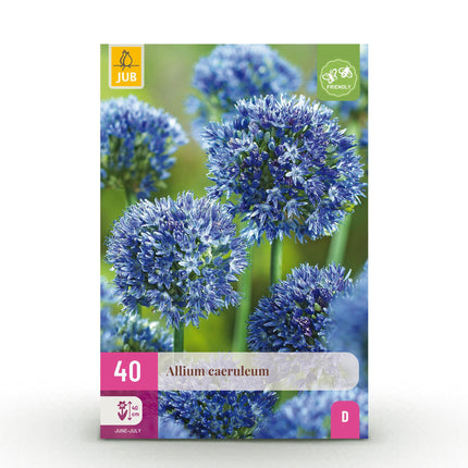 Bulbes de fleurs - Allium caeruleum - Couleur bleue - 40 bulbes - Calibre 4/5 - Paquet XXL