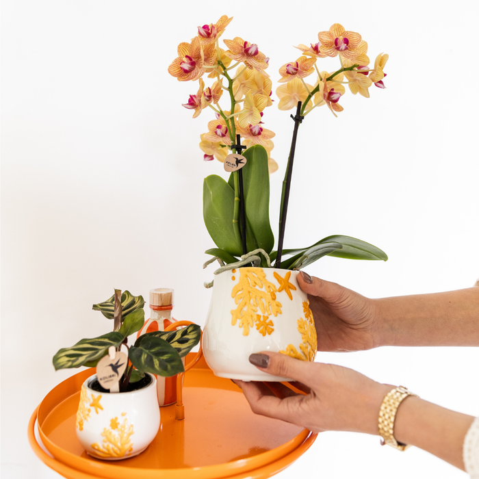 Kolibri Home | Coral plantenpot - Yellow - Ø9cm