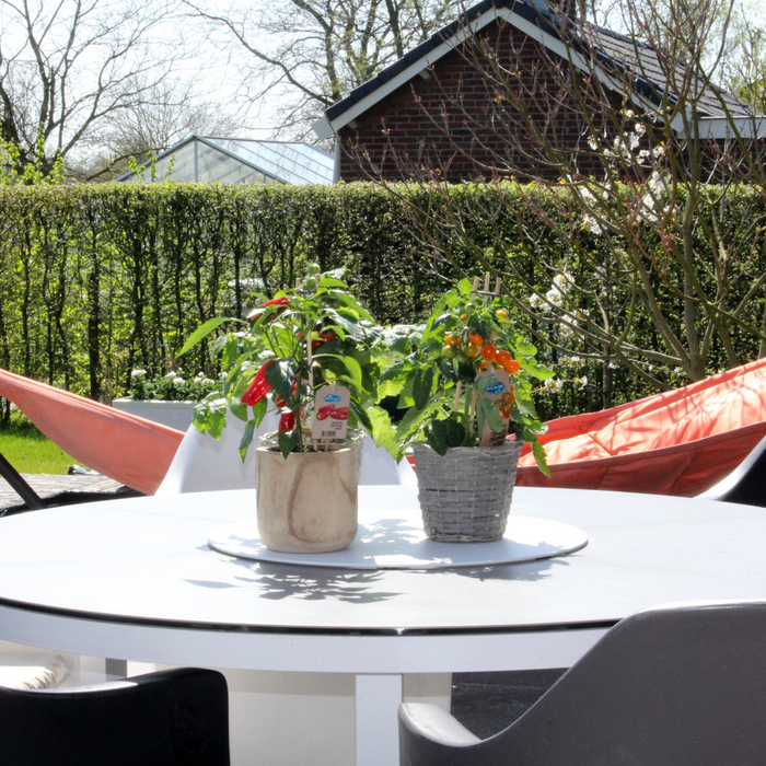 Plukgroente - Rode snack paprika - Ø 14 cm - ↨ 45 cm