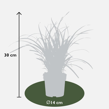 Carex morrowii 'Isdans' - Ø14cm - ↕30cm