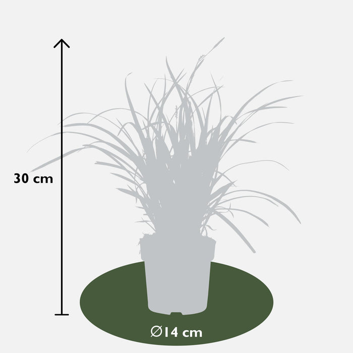 Carex morrowii 'Ice Dance' - Ø14cm - ↕30cm