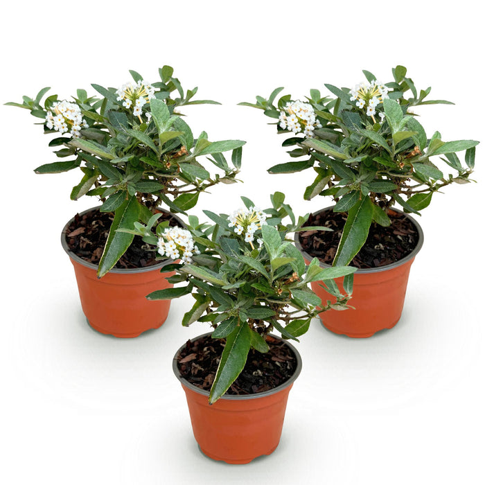Buddleja davidii Butterfly Candy Little White - Vlinderstruik - Compact - Wit - ↕20-25cm - Ø12cm - 3x
