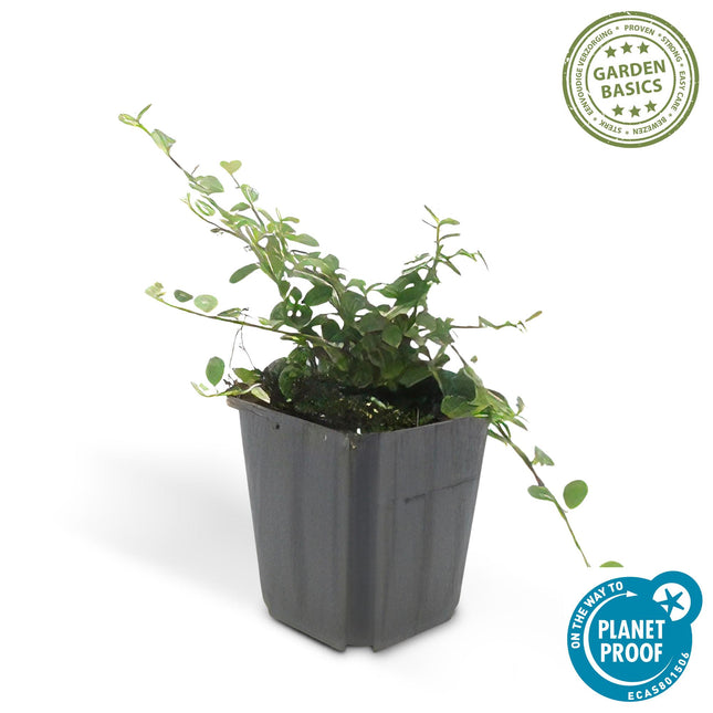 Cotoneaster procumbens 'Queen of Carpets' - ↕10-25cm - Ø9cm