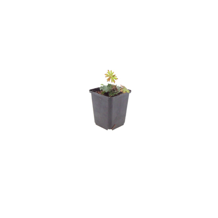 Geranium sanguineum - Bloedooievaarsbek - ↕10-25cm - Ø9cm - 12x