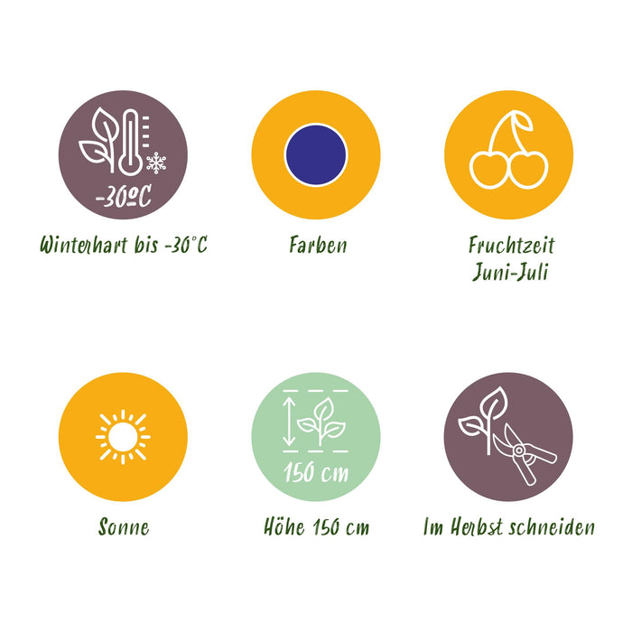 Honingbes - Lonicera caerulea Kamtschatica - Winterhard - 3 Planten - Pot  9 cm - Blauw  Bes