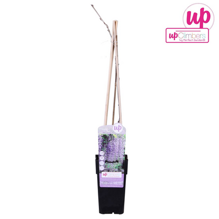 Wisteria floribunda 'Naga Noda' - Glicina morada - ↕65cm - Ø15cm