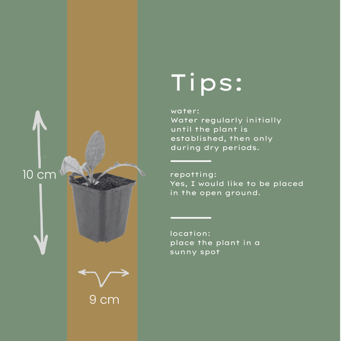 12x Echinops ritro - ↕10-25cm - Ø9cm