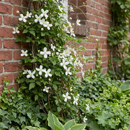 Clematis mont. 'Wilsonii' - Bergclematis 6x - Wit - Klimplant - Ø9cm - ↕35cm