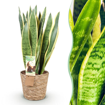 Sansevieria Laurentii - Snake Plant - with basket - ↕70-80cm - Ø21cm