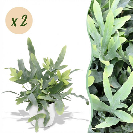 Phlebodium aureum Blue Star - Blue Fern - with white plant pots - ↕25cm - Ø12cm - 2x