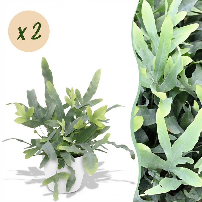 Phlebodium aureum Blue Star - Blauwe Varen - met witte plantenpotten - ↕25cm - Ø12cm - 2x