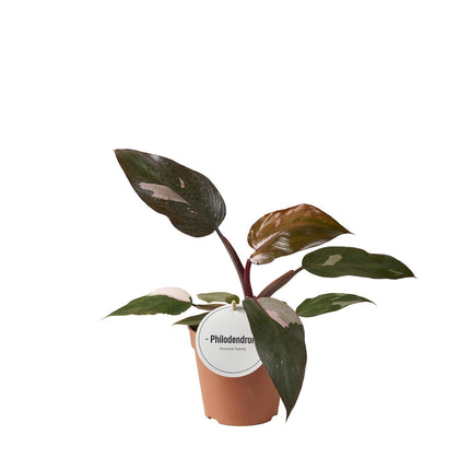 Philodendron Burgundy Princess - ↕25cm - Ø12cm