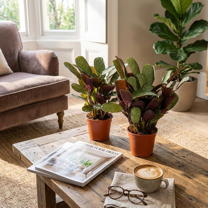 Ctenanthe Amagris - ↕25-35cm - Ø14cm  - 2x