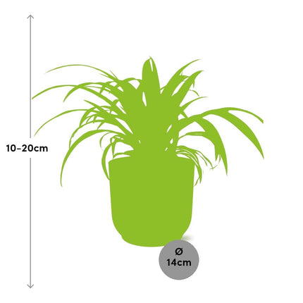 Chlorophytum Comosum Variegate en amarillo elho Vibes Fold - ↕10-20cm - Ø14cm