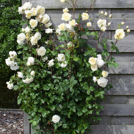 Rosa mix - Klimroos - ↕65cm - Ø15cm - 3x