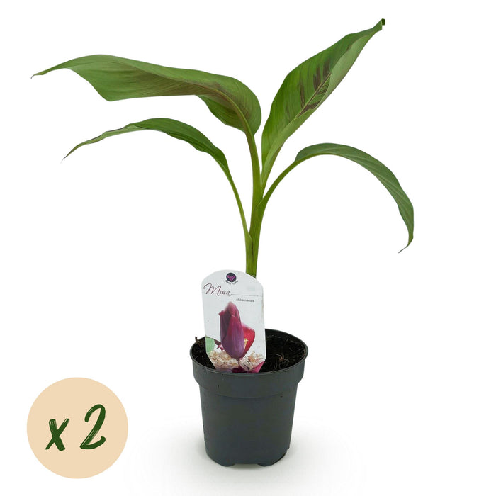 Fruitplant - Bananen plant - Musa sikkemensis Red Tiger - Winterhard - 2 planten - Pot 12cm Hoogte 30cm