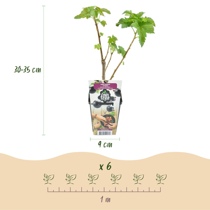Ribes Nigrum Titania - Zwarte Bes - ↕30-35cm - Ø9cm - 3x