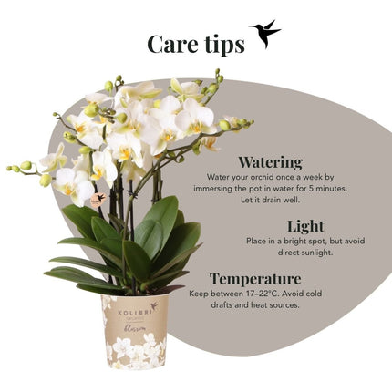 Kolibri Orchids | Combi Deal - 2 Witte Phalaenopsis Orchideeën Blossom Lausanne - Ø12 cm