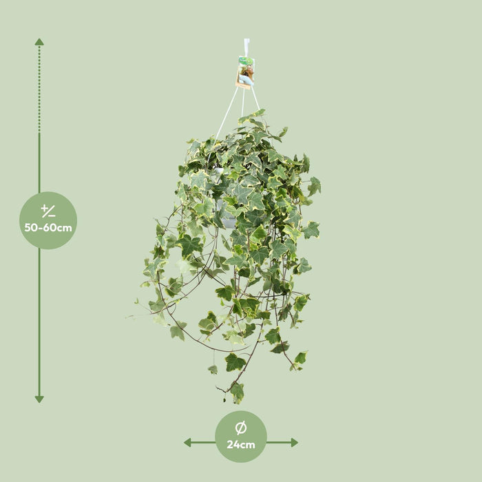 Hedera Helix Gold Child - Hang/XXL - ↕55cm - Ø24cm