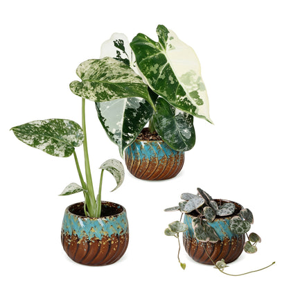 Baby Planten Variegata Mix - Diversen 3x - Tropisch - incl. Copper Reef - Ø6cm - ↕10-15cm