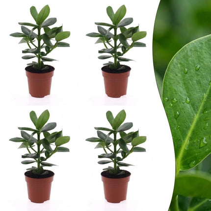 Clusia Princess - Clusia - 4x - Pot 12cm - Hoogte - 40cm