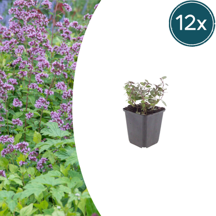Origanum laevigatum 'Herrenhausen' - Marjoram Plant - ↕10-25cm - Ø9cm - 12x