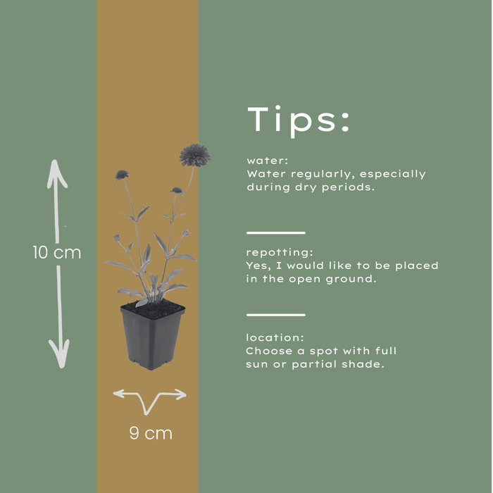 6x Knautia macedonica - ↕10-25cm - Ø9cm