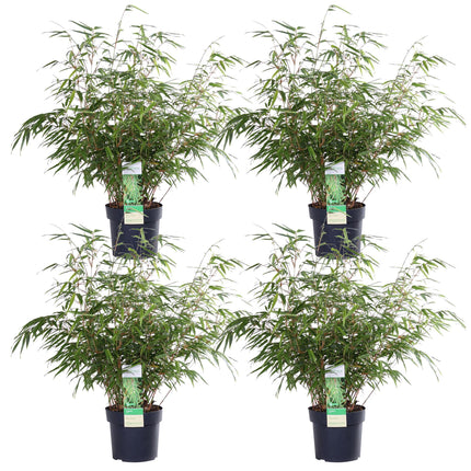 Fargesia rufa - Bamboe - ↕60cm - Ø19cm - x4