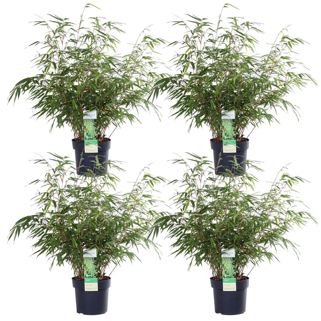Fargesia rufa - ↨60cm - Ø19 - x4x