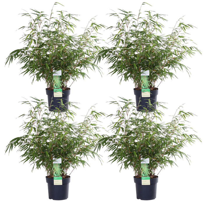 Fargesia rufa - Bamboe - ↕60cm - Ø19cm - x4