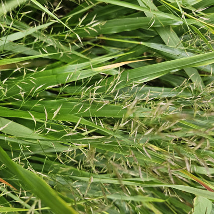 Hakonechloa Macra - Japans Berggras - ↕10-25cm - Ø9cm - 12x