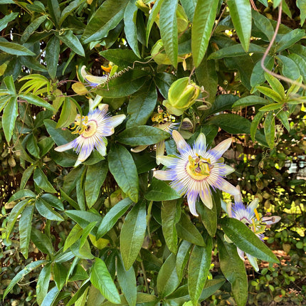 Passionflower - Passiflora caerulea - Flower Blue with Green White - ↕40cm - Ø11cm - 2x