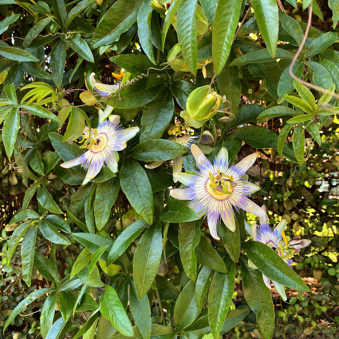 Passiebloem - Passiflora caerulea  - Bloem Blauw met Groen Wit - ↕40cm - Ø11cm - 2x