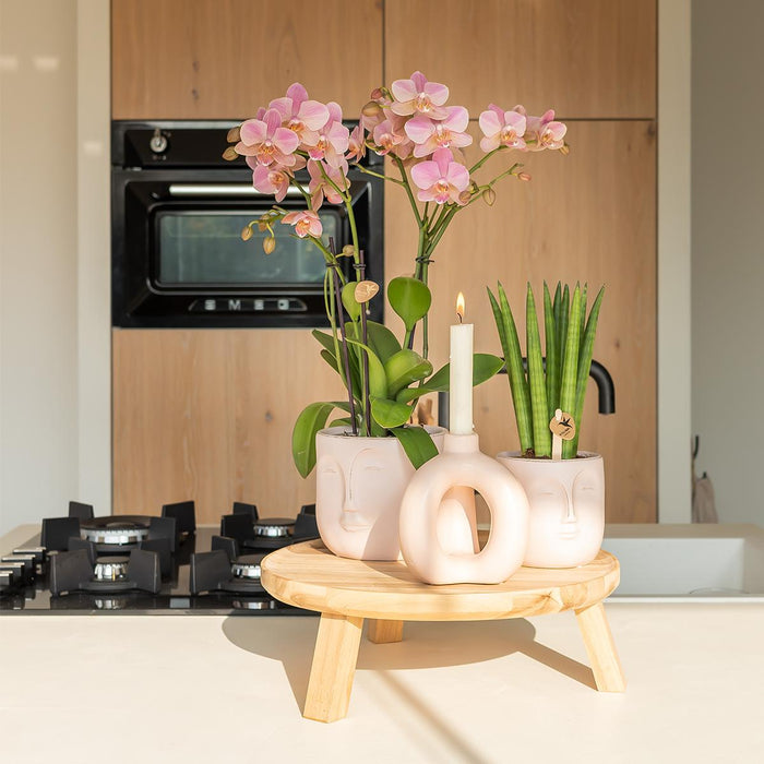Oudroze Phalaenopsis orchidee - Jewel Treviso - potmaat Ø9cm | bloeiende kamerplant