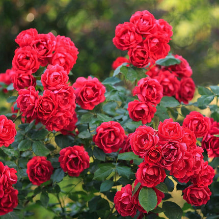 Rosa Rote Feen - Rose - Hårdfør - Rød - 1 Plante - Potte 12cm - Højde 20-25cm