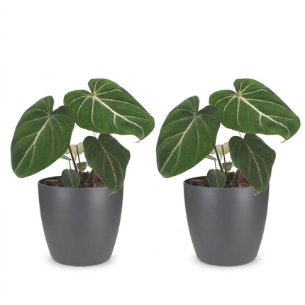 Philodendron Gloriosum - Glorie Philodendron - met grijze pot - ↕25cm - Ø12cm - 2x