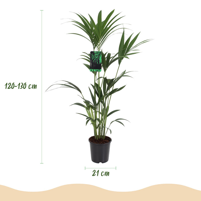 Howea Forsteriana - Kentia Palm - met grijze plantenpot - ↕120-130cm - Ø21cm