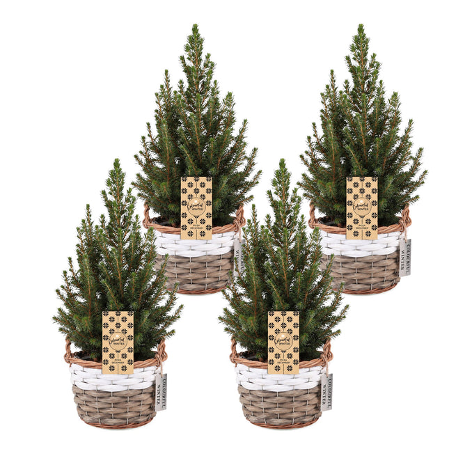 4x Picea glauca Conica - Kegelspar - Groen - Kerstboom - incl. mand - Ø17cm - ↕65cm