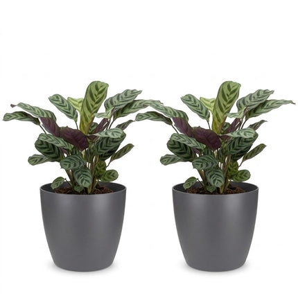 Ctenanthe Burle Marxii - Visgraatplant - 2x - met Potter Grijs - Pot 12cm - Hoogte - 30cm