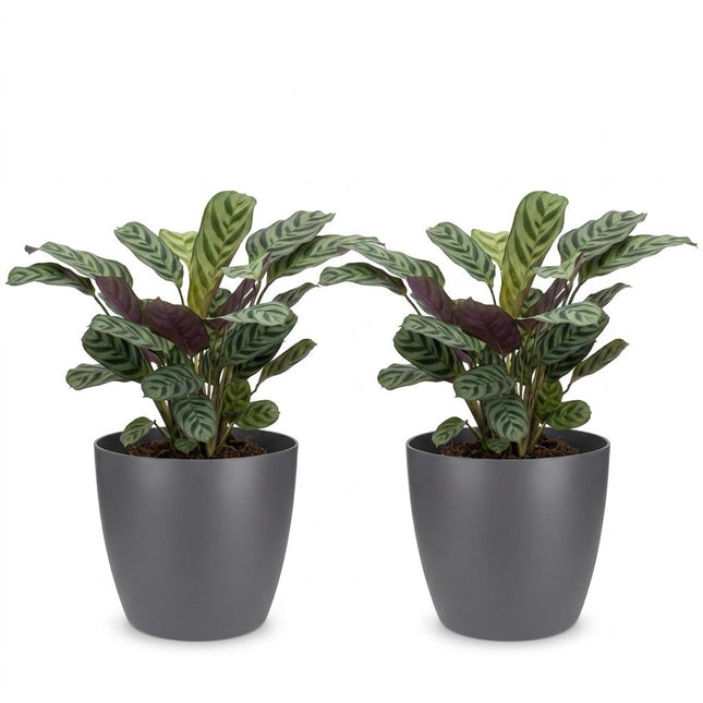 Ctenanthe Burle Marxii - Planta de espiga - 2 unidades - con Potter Grey - Maceta de 12 cm - Altura: 30 cm