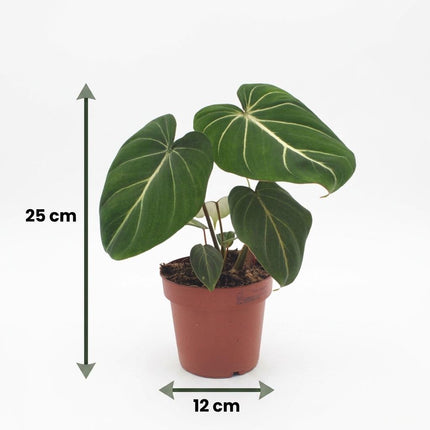 Philodendron Gloriosum - Glorie Philodendron - met grijze pot - ↕25cm - Ø12cm