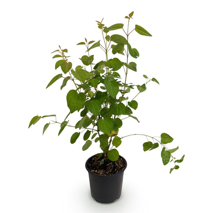 Cercidiphyllum japonicum - Katsuraboom - ↕35cm - Ø12cm