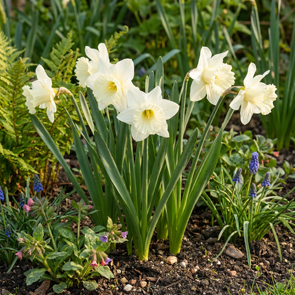 60x Narcissus Mount Hood - Bloembollen - Trompetnarcis - Wit - Voorjaarsbloeier - Bolmaat 10/12