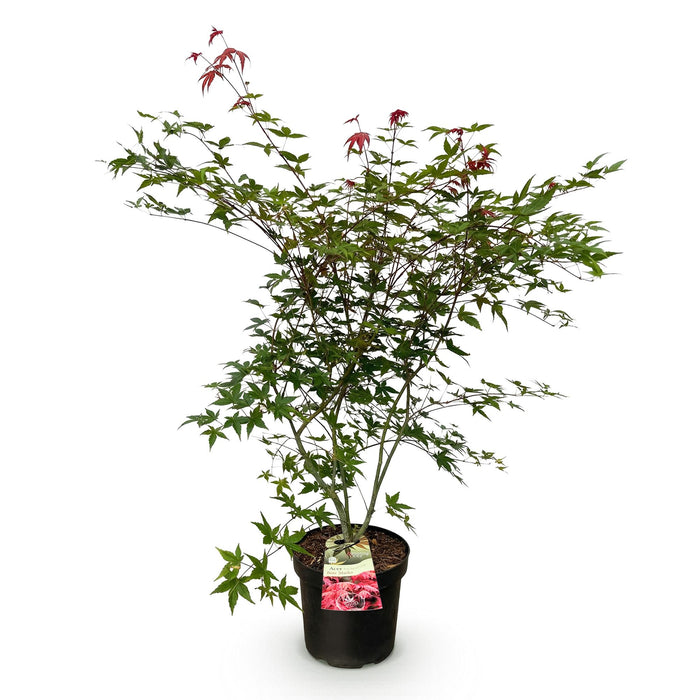 Acer palmatum Beni Maiko - Japanse Esdoorn - Rood - ↕90cm - Ø26cm