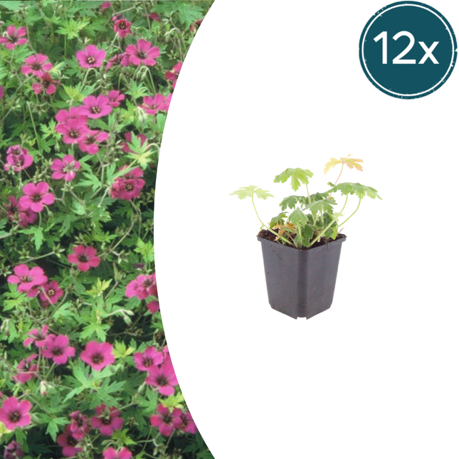 Geranium macrorrhizum 'Bevan's Variety' - Ooievaarsbek - ↕10-25cm - Ø9cm - 12x