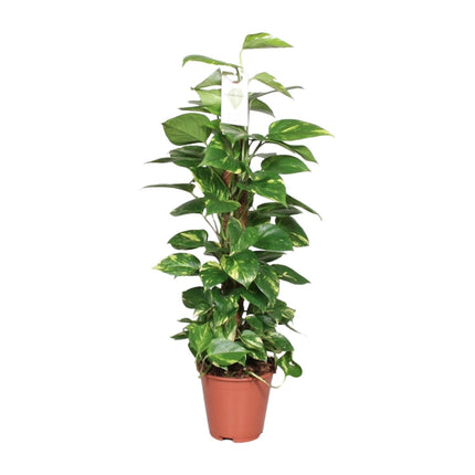Epipremnum Pinnatum Mosstok - Scindapsus - ↕80cm - Ø19cm