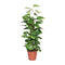 Moss Pole Plants