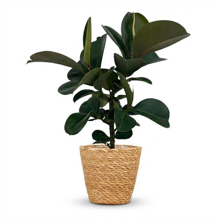 Ficus Elastica Cloe - Roślina kauczukowa - z koszykiem - ↕65cm - Ø19cm