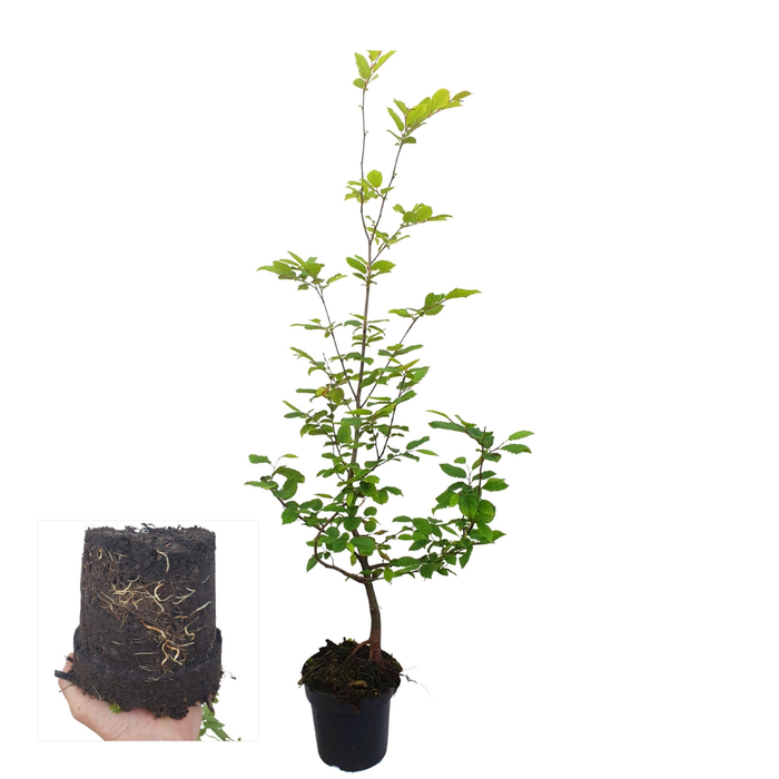 Carpinus Betulus - Haagbeuk - Palletdeal - ↕60-80cm - Ø19cm - 50x