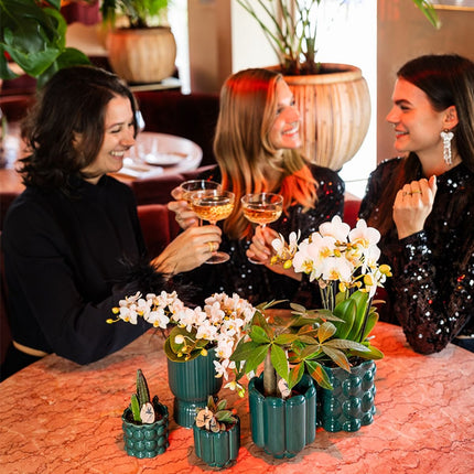 Kolibri Orchids | Plantenset Cotton Groen - Witte Phalaenopsis Orchidee Blossom Lausanne, Pachira, Succulent & Stapelia Leendertziae